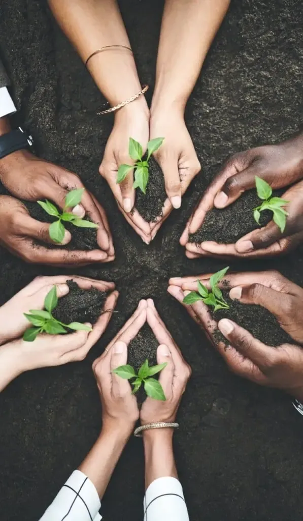 Diverse hands holding green seedlings in soil