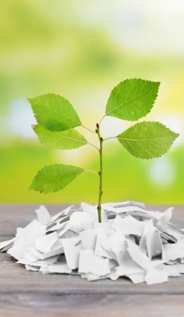 Young plant growing through paper scraps.