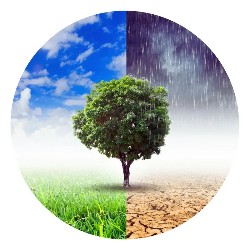 Tree depicting climate change effects, rain vs drought.